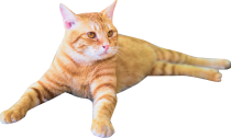 きじとら　ブラウン色の猫