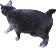 gray ブラック色の猫